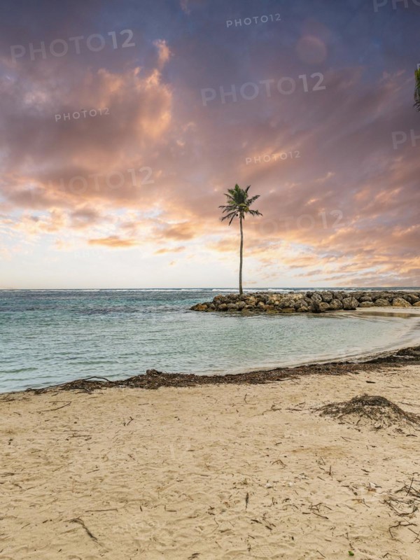 Caribbean dream beach with palm trees, white sandy beach and turquoise-coloured, crystal-clear water in the sea. Shallow bay at sunset. Plage de Sainte Anne, Grande Terre, Guadeloupe, French Antilles, North America