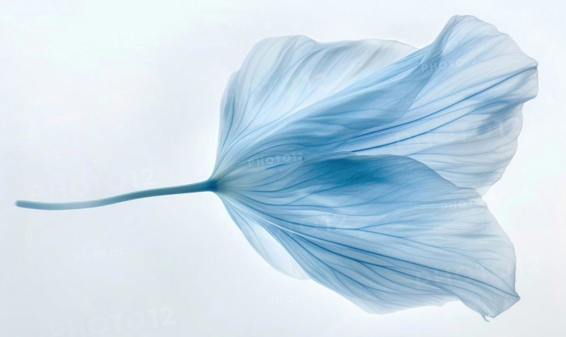 A light blue brush stroke forming a chamomile petal. Chamomile flower painted on white background AI generated