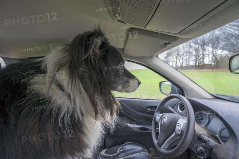 Border Collie waiting in the car for his master, Mecklenburg-Vorpommern, Germany, Europe