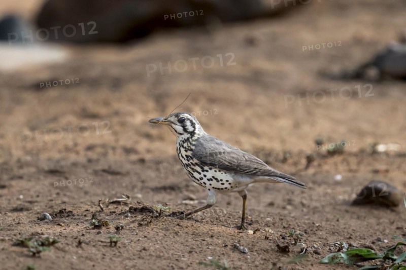 Acacia Thrush (Psophocichla litsitsirupe), Madikwe Game Reserve, North West Province, South Africa, RSA, Africa