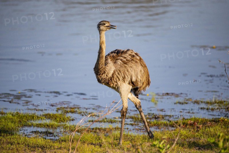 Nandu (Rhea americana) Pantanal Brazil