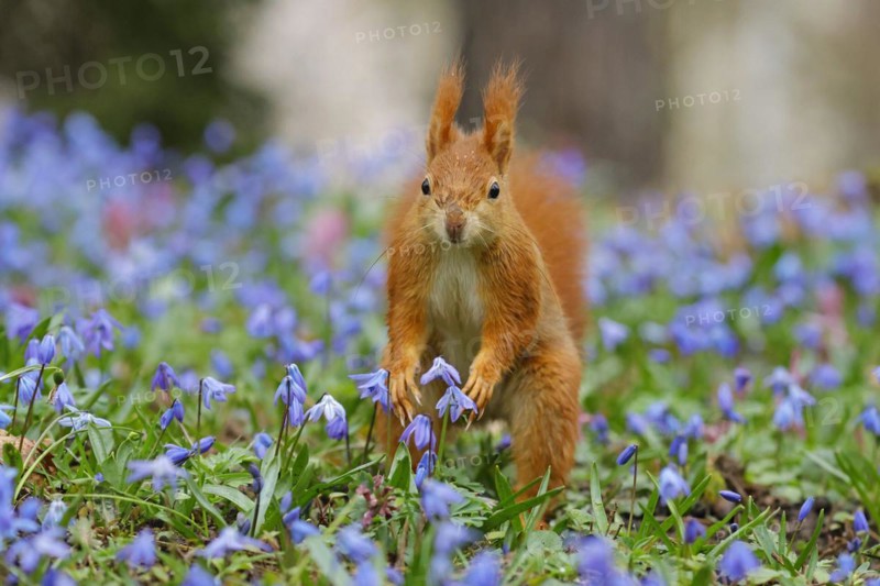 Eurasian red squirrel (Sciurus vulgaris) on a blue star meadow, Hesse, Germany, Europe