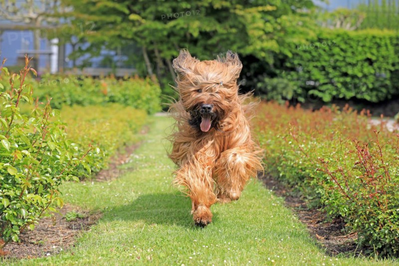 Briard, Berger de Brie