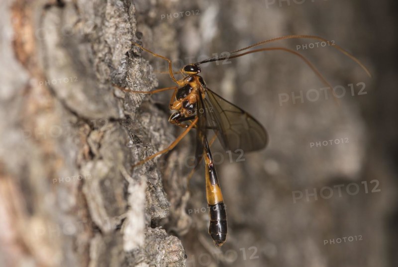 Ichneumon wasp from the Ophion genus, Valais, Switzerland, Europe