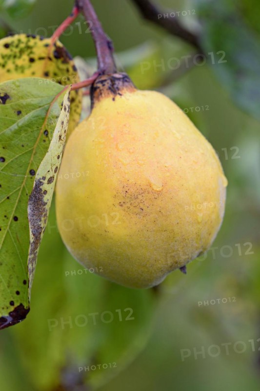 Fruit tree, quince (Cydonia oblonga), branch with a ripe fruit and raindrops, Moselle, Rhineland-Palatinate, Germany, Europe