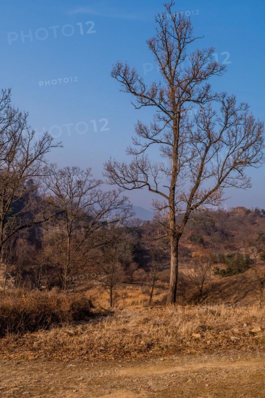 Leafless tree growing on mountain with clear blue sky in background in Boeun, South Korea, Asia