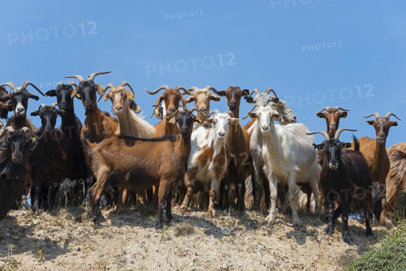Goats of different colours looking head-on at the camera, Kriaritsi, Sithonia, Chalkidiki, Central Macedonia, Greece, Europe
