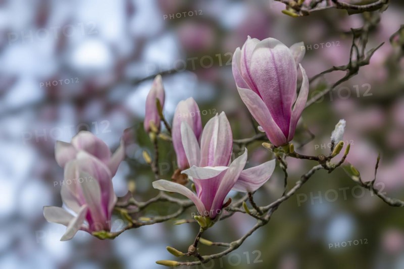 Blossoms of a magnolia (Magnolia), magnolia x soulangeana (Magnolia xsoulangeana), magnolia blossom, Offenbach am Main, Hesse, Germany, Europe