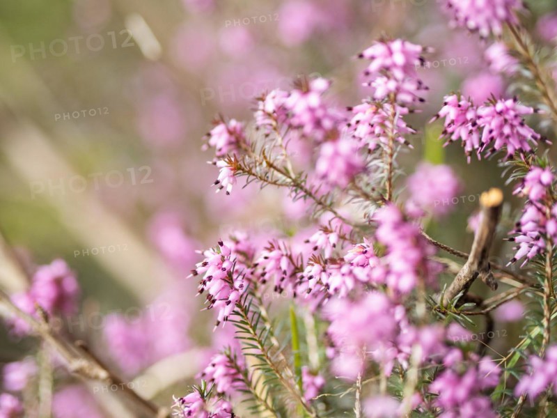 Flowering heather (Erica), near Tragoess, Styria, Austria, Europe
