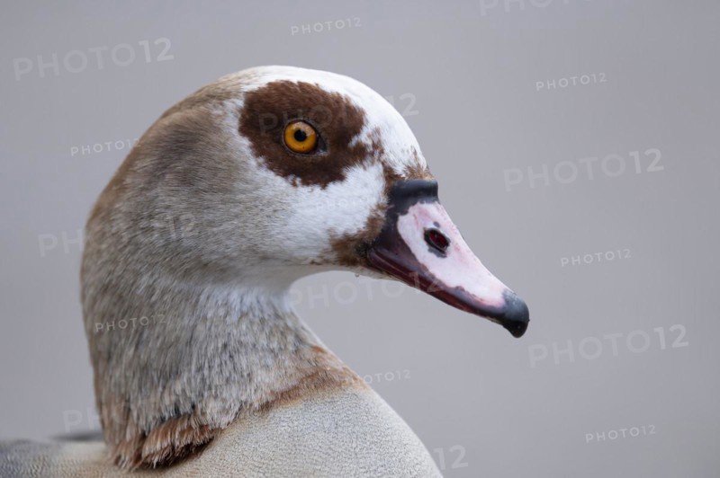 Egyptian goose (Alopochen aegyptiaca), close-up of head and part of body in front of light grey background, cropped, profile view, looking to the right, Rombergpark, Ruhr area, Dortmund, Germany, Europe