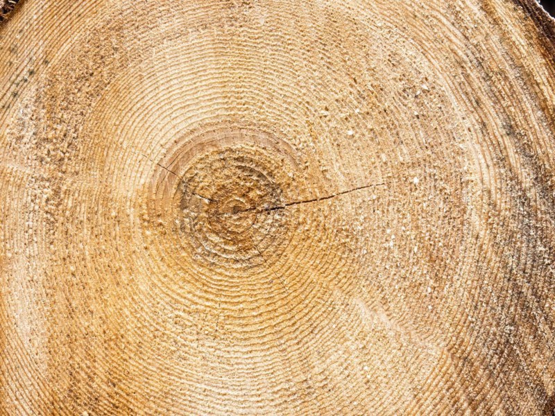 Visualisation of the annual rings in felled wood, Jassing, Styria, Austria, Europe