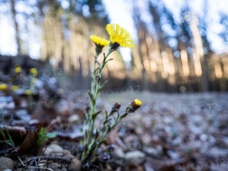 Coltsfoot (Tussilago farfara), background blur from a forest edge, Leoben, Styria, Austria, Europe