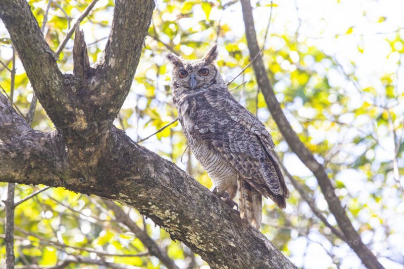Virginia eagle owl (Bubo virginianus) Pantanal Brazil