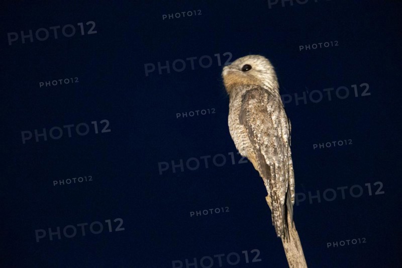 Great potoo (Nyctibius grandis) Pantanal Brazil