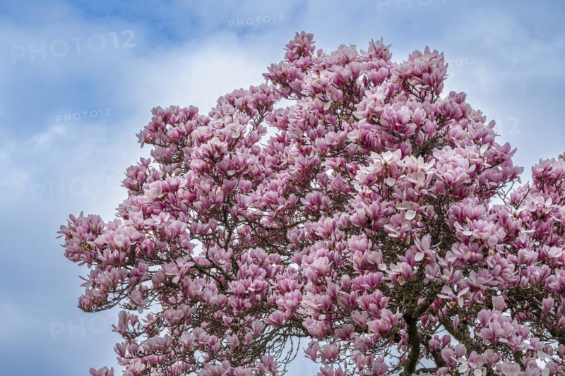 Tree with magnolia blossoms, magnolia (Magnolia), magnolia x soulangeana (Magnolia xsoulangeana), Offenbach am Main, Hesse, Germany, Europe