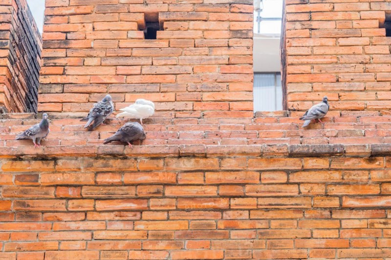 Pigeons perched on the ledge of a textured orange brick wall, in Chiang Mai, Thailand, Asia