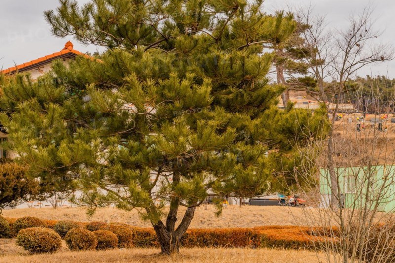 A solitary pine tree in a landscaped garden with a building backdrop, in South Korea