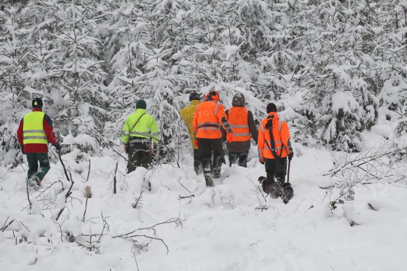 Wild boar (Sus scrofa) Hunting helpers, so-called beaters in warning clothing in front of a spruce thicket in the snow, Allgaeu, Bavaria, Germany, Europe