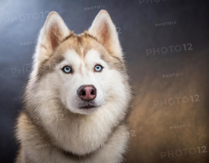 Dog, husky, portrait, head only, puppies, dark background, AI generated, AI generated