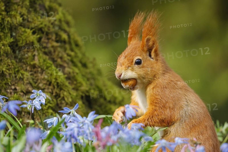 Eurasian red squirrel (Sciurus vulgaris) with hazelnut on a bluestar meadow, Hesse, Germany, Europe