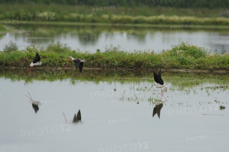 Black-winged Stilt, Himantopus himantopus, italy