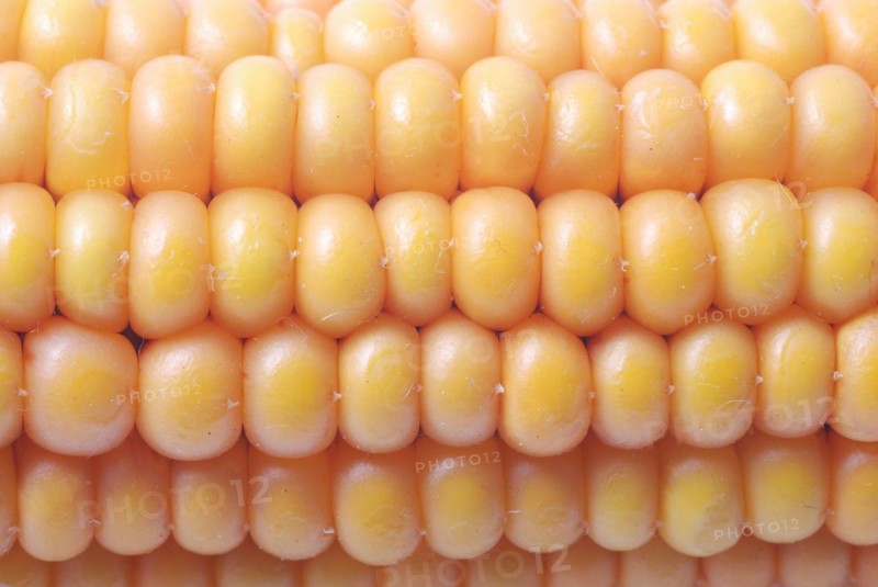 A close-up of rows of yellow corn kernels showcasing a natural pattern and texture