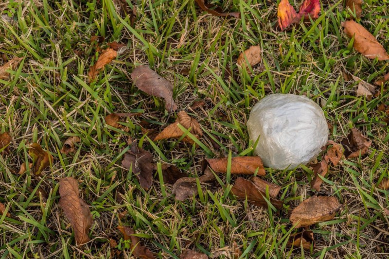 Discarded white plastic wrap lies on a grassy surface with fallen leaves, in South Korea
