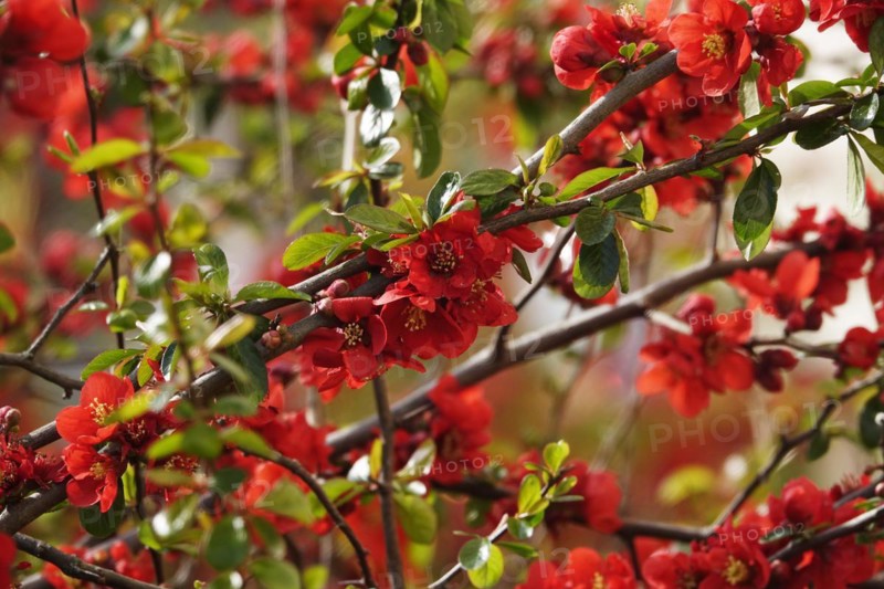 Flowering ornamental quince, March, Germany, Europe