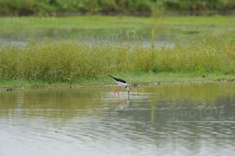 Black-winged Stilt, Himantopus himantopus, italy