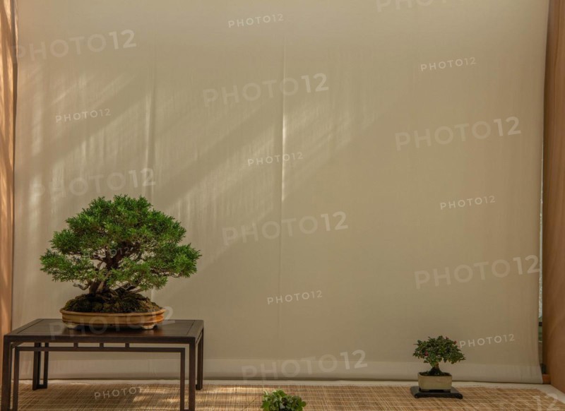 Bonsai