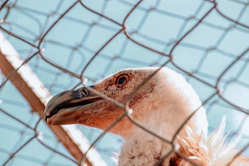 Close-up of a goose's head behind chain-link fence focusing on its eye