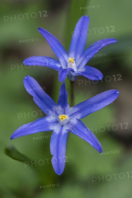 Snow pride (Chionodoxa luciliae), Emsland, Lower Saxony, Germany, Europe