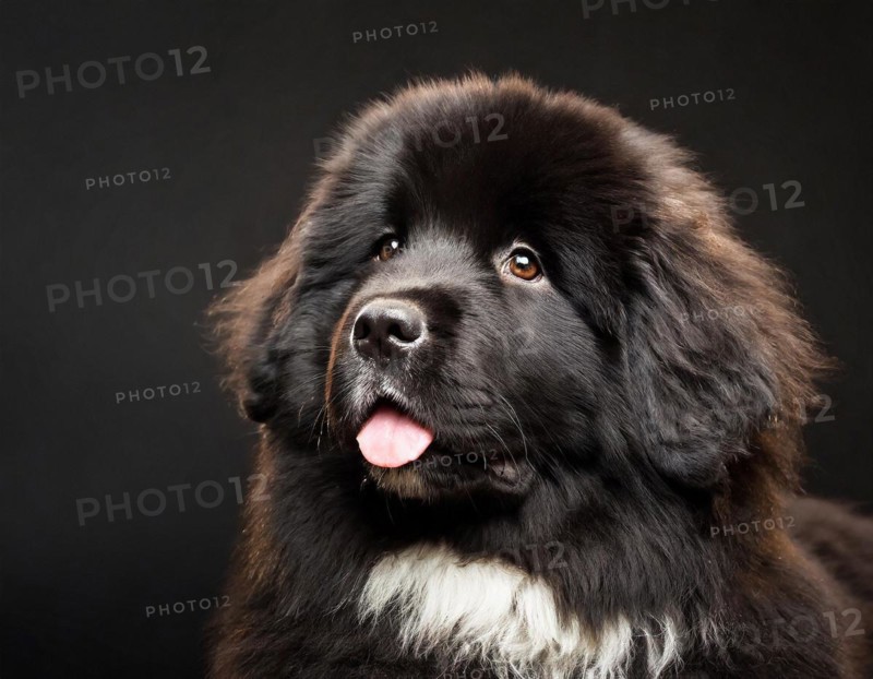 Dog, Newfoundland black, portrait, head only, puppies, dark background, AI generated, AI generated