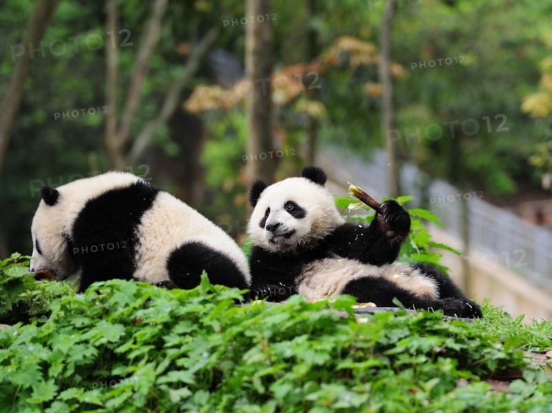 Bifengxia Panda Center, sichuan, china