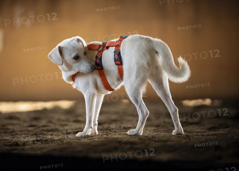 Domestic dog (Canis lupus familiaris), light-coloured coat, female, young, animal welfare dog, orange-coloured harness, standing in an indoor riding arena, turns around to the back, background brightly lit and blurred, Hesse, Germany, Europe
