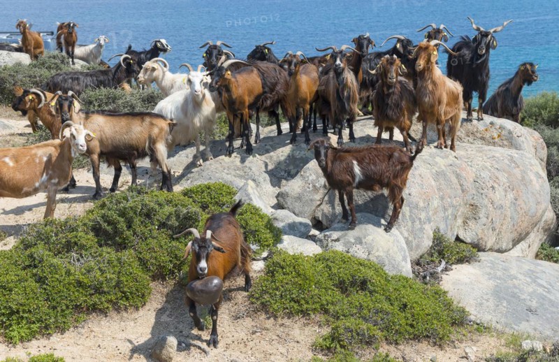 Goats on rocks overlooking the sea under a clear blue sky, Kriaritsi, Sithonia, Chalkidiki, Central Macedonia, Greece, Europe