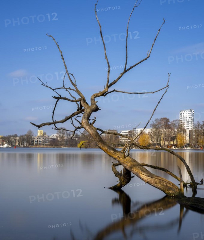 Long exposure, withered tree in water, Berlin, Germany, Europe