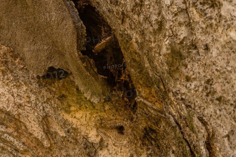 Closeup of the bark of a large old tree where tar that was used to repair tree has separated from tree in South Korea