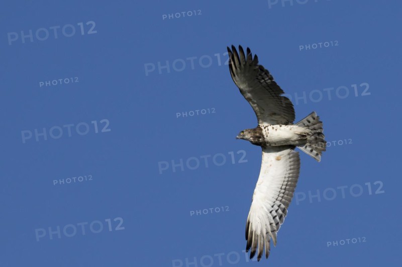 Black-chested snake eagle (Circaetus pectoralis), Mziki Private Game Reserve, North West Province, South Africa, Africa