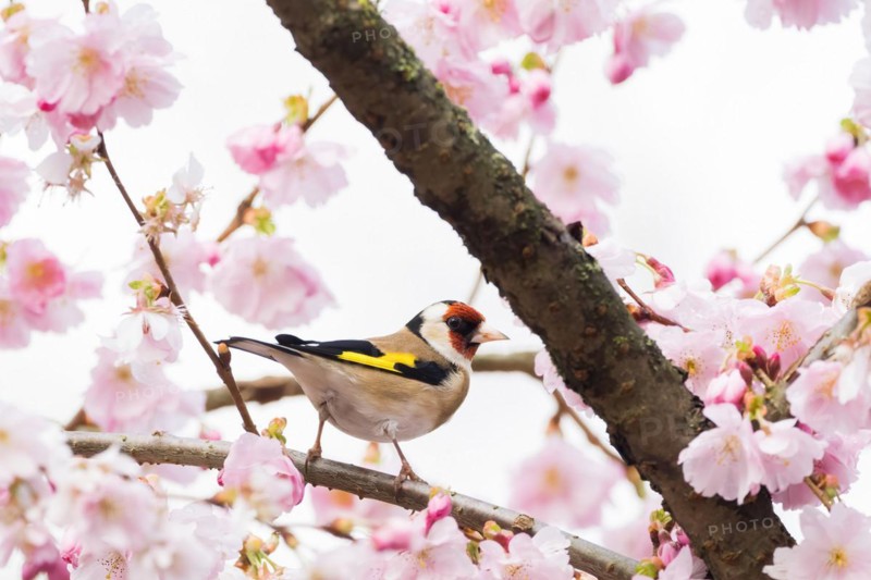 European goldfinch (Carduelis carduelis) on a branch with cherry blossoms in focus against a blurred background, Hesse, Germany, Europe