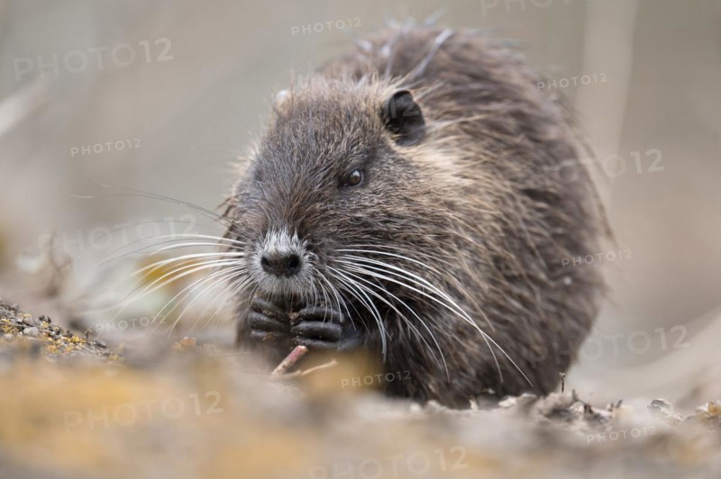 Nutria (Myocastor coypus), holding something in its paws, eating, frontal side view, close-up, background light blurred, foreground also, Rombergpark, Dortmund, Ruhr area, Germany, Europe