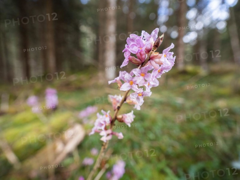 Mezereon (Daphne mezereum), near Tragoess, Styria, Austria, Europe