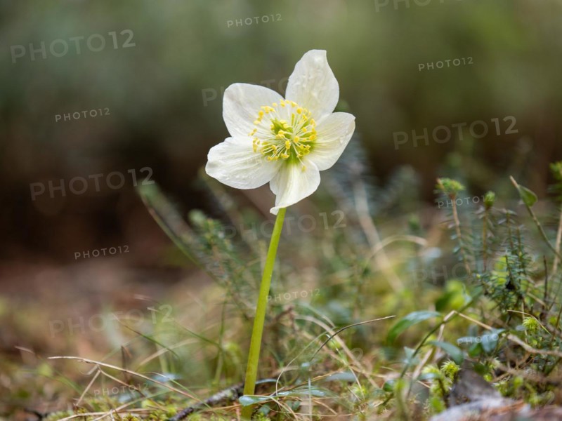 Christmas rose (Helleborus niger), near Tragoess, Styria, Austria, Europe