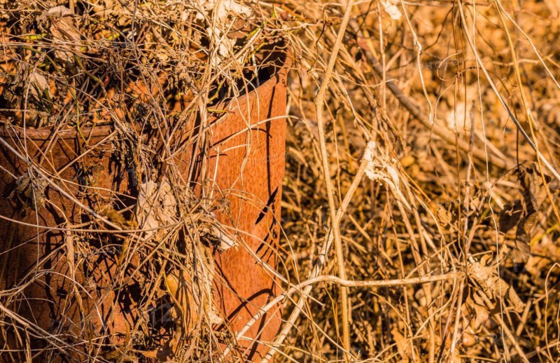 Rusty metal bucket partially hidden by dry grass, in South Korea