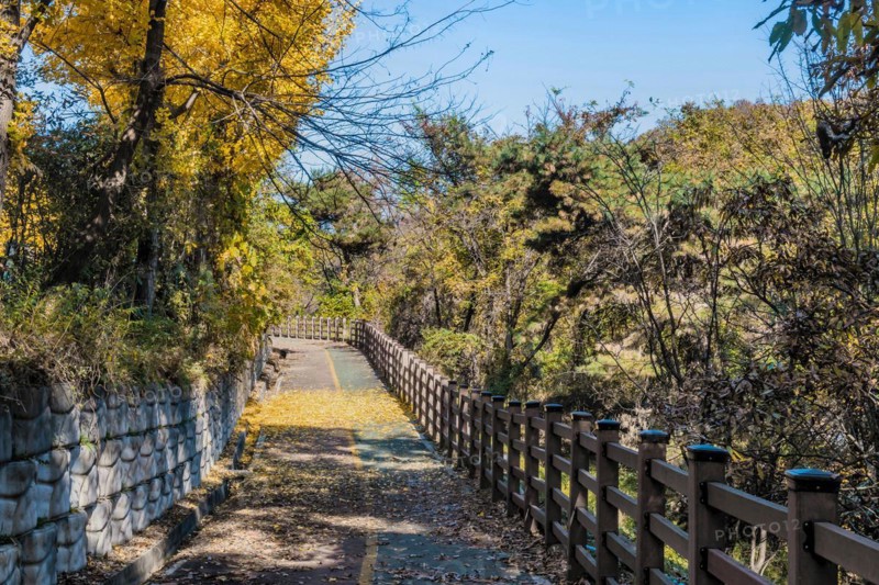 A tranquil pathway bordered by a wooden fence and stone wall with fallen leaves, in South Korea