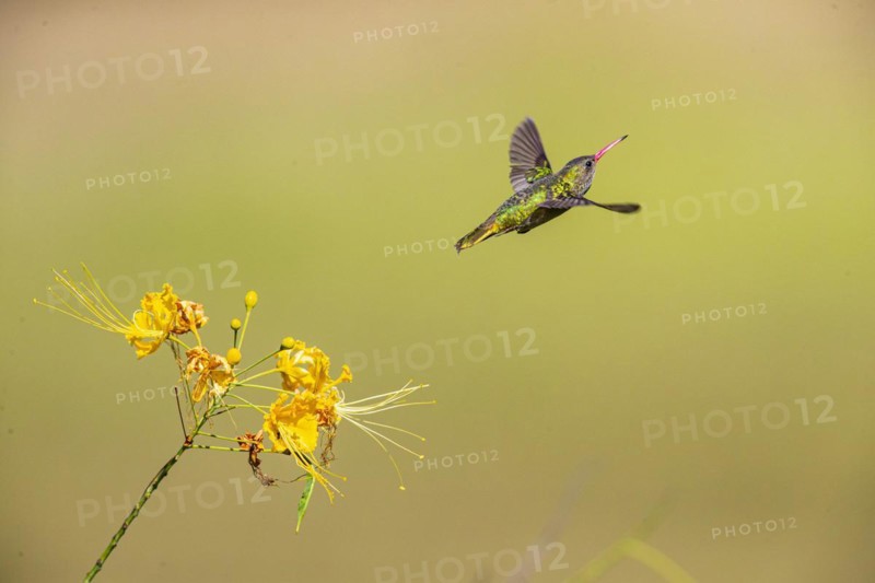 Golden Sapphire Hummingbird (Hylocharis chrysuria) Pantanal Brazil