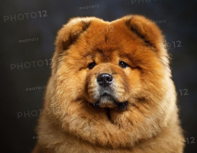 Dog, Chow Chow, portrait, head only, puppies, dark background, AI generated, AI generated