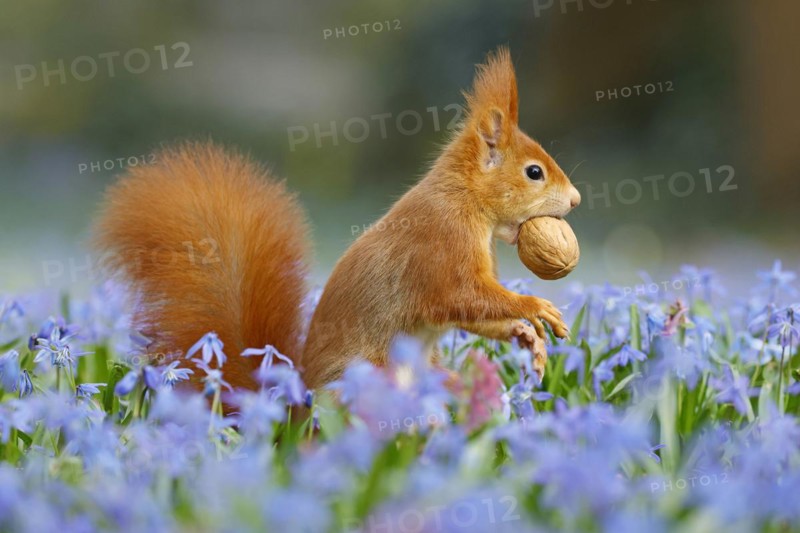 Eurasian red squirrel (Sciurus vulgaris) with walnut on a bluestar meadow, Hesse, Germany, Europe