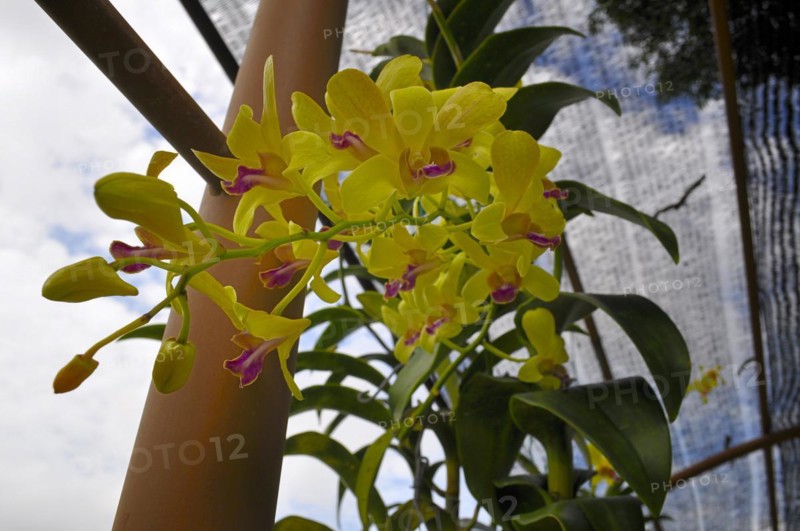 Orchid, sarawak, malaysia