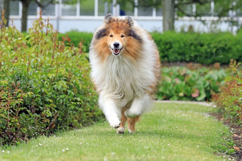 Collie, Long-haired Collie